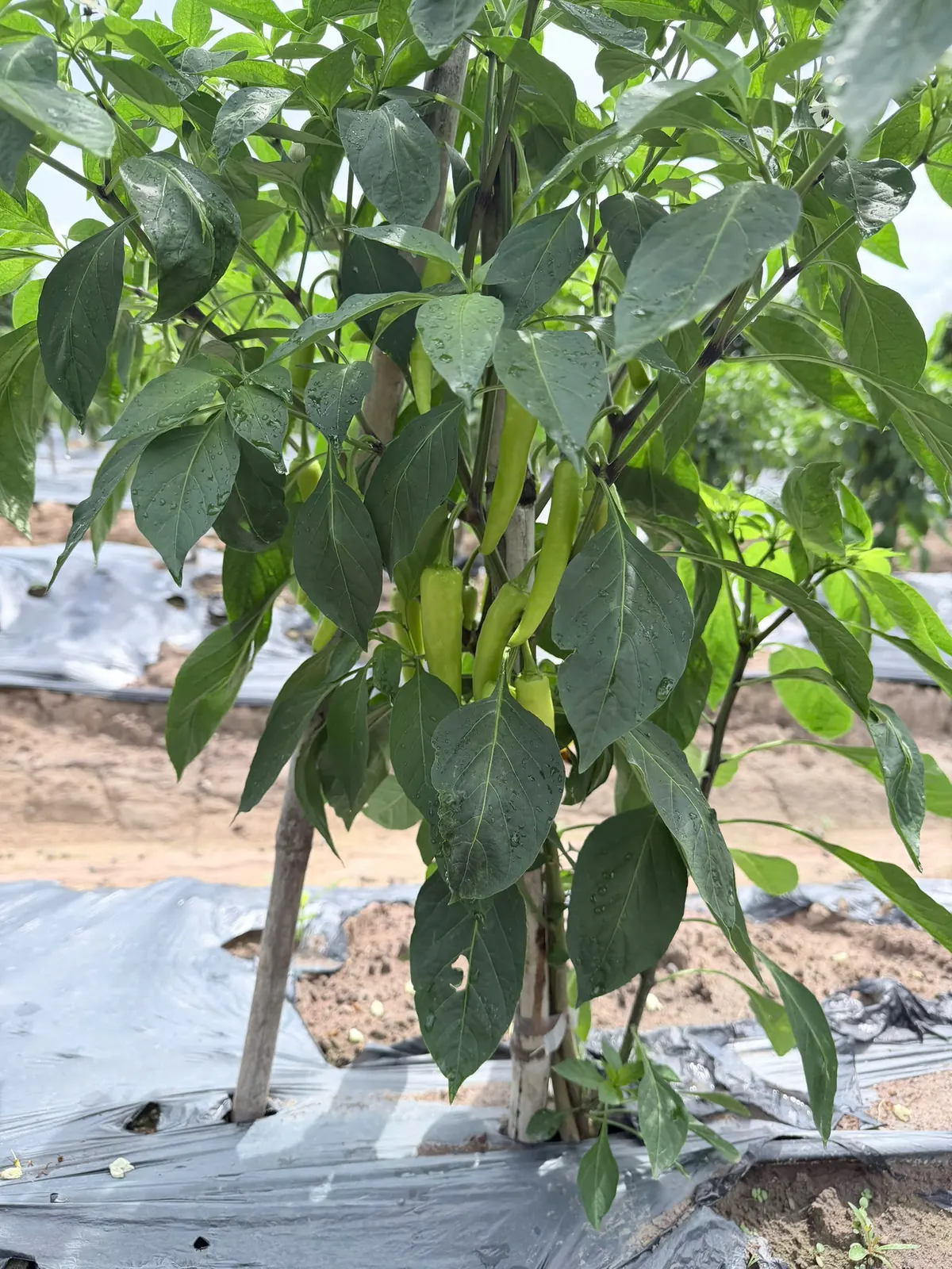 Ớt xanh đang lớn tại ruộng Anh Chương — ảnh thực tế 4 tại Vườn Anh Chương — Ruộng Ớt