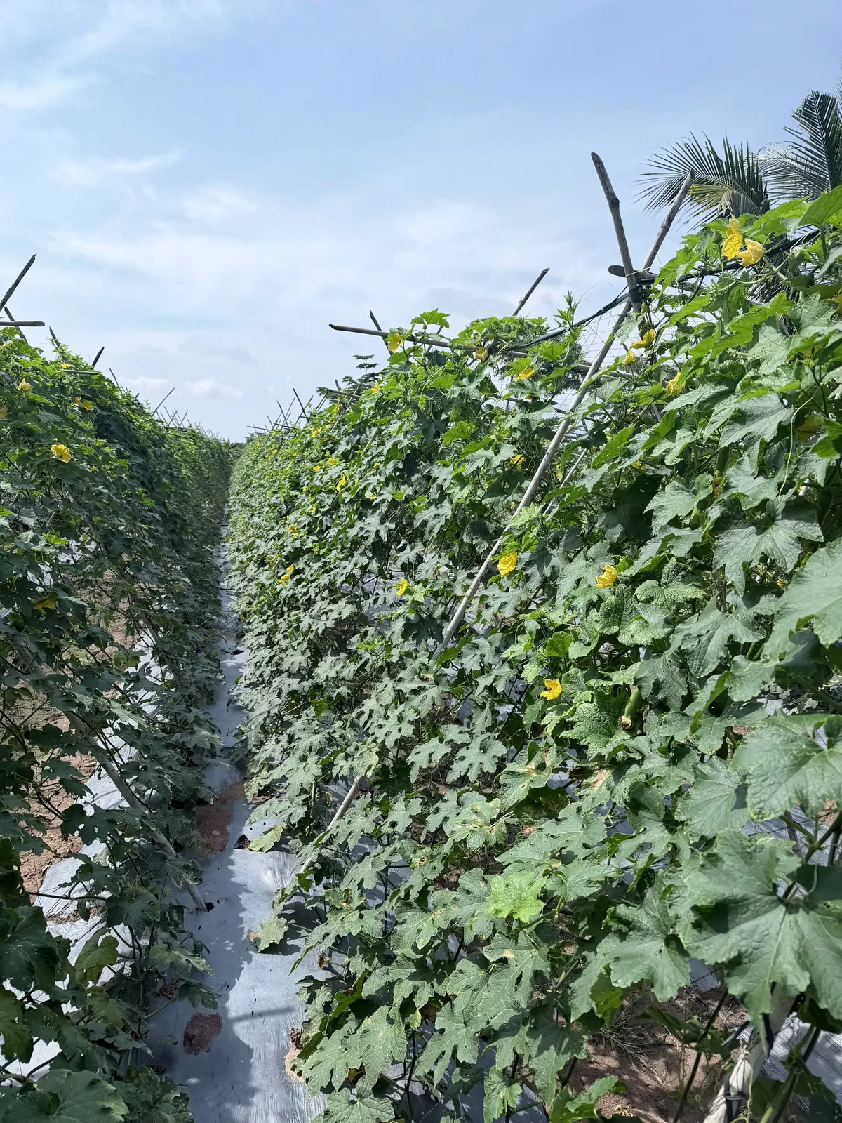 Dưa leo đã có trái trên giàn tại vườn Anh Huy — ảnh thực tế 9 tại Vườn Anh Huy