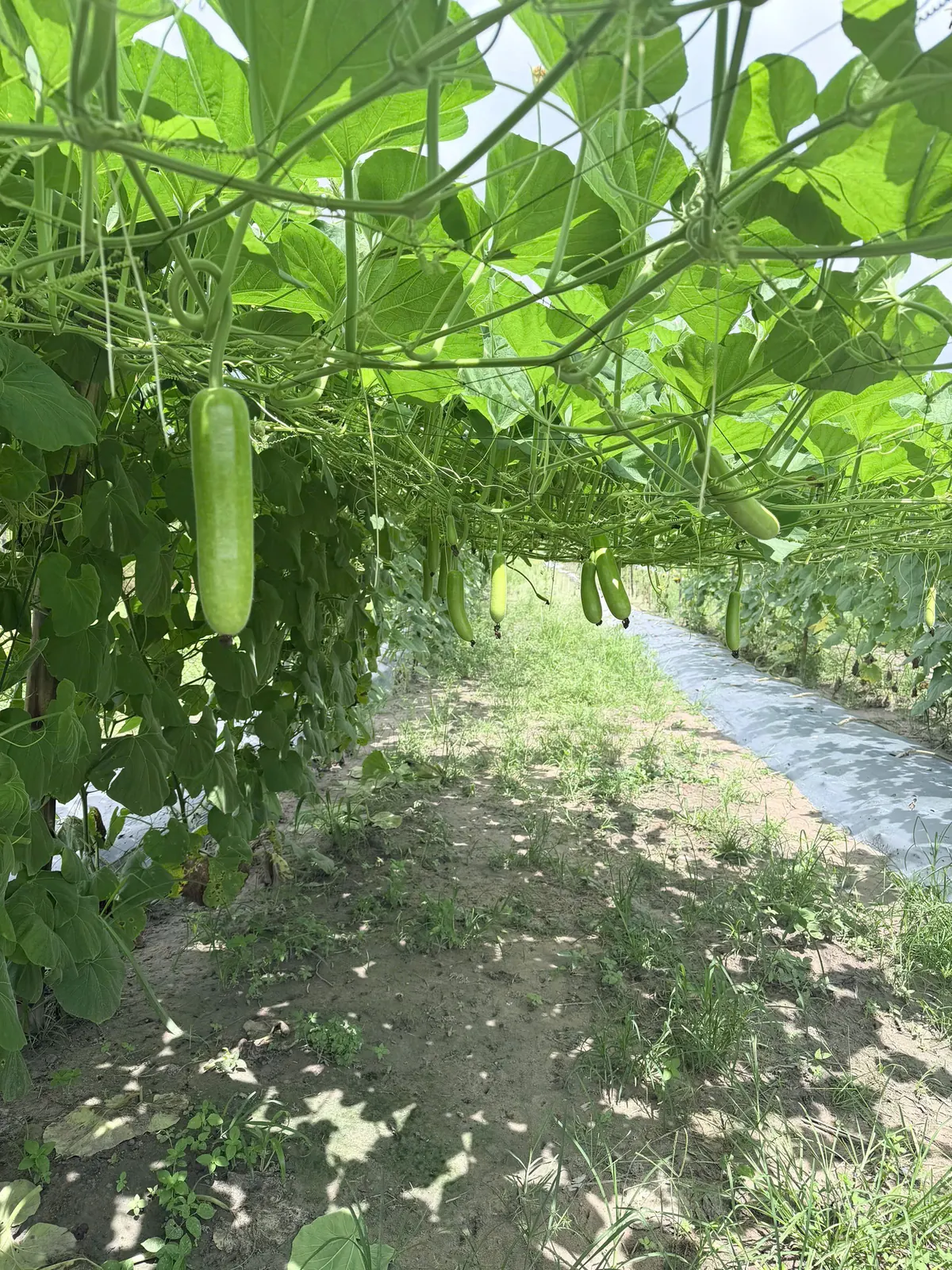 Giàn bầu và những bao trái tại vườn Anh Thực — ảnh thực tế 1 tại Vườn Anh Thực