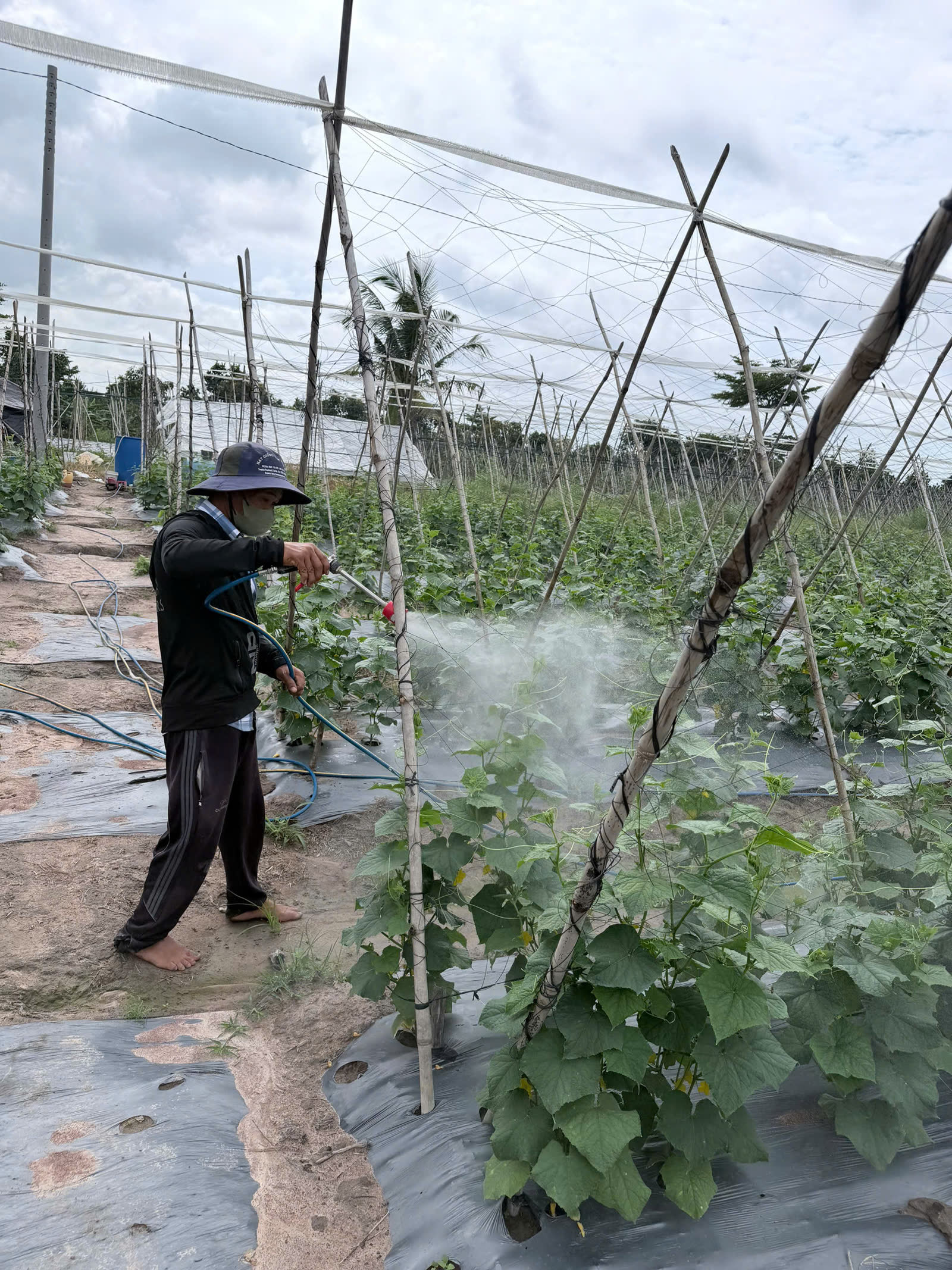 Dưa leo vườn Anh Huy tiếp tục phủ giàn — ảnh thực tế 3 tại Vườn Anh Huy