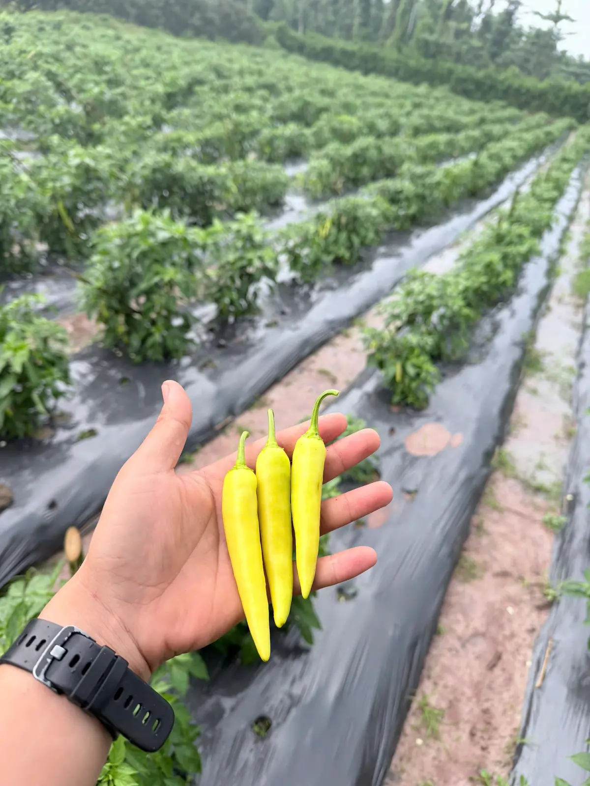 Ớt vàng tại ruộng ớt Anh Chương — ảnh thực tế 2 tại Vườn Anh Chương — Ruộng Ớt