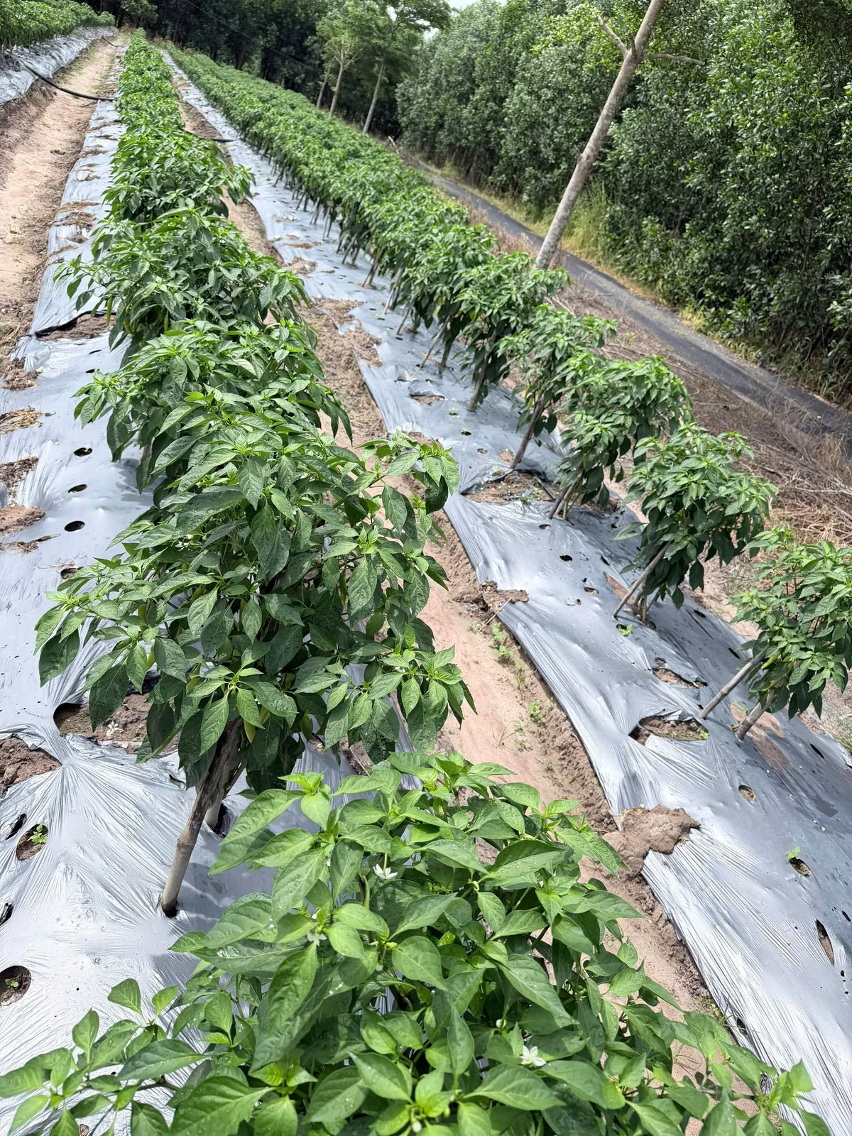 Ớt xanh đang lớn tại ruộng Anh Chương — ảnh thực tế 2 tại Vườn Anh Chương — Ruộng Ớt