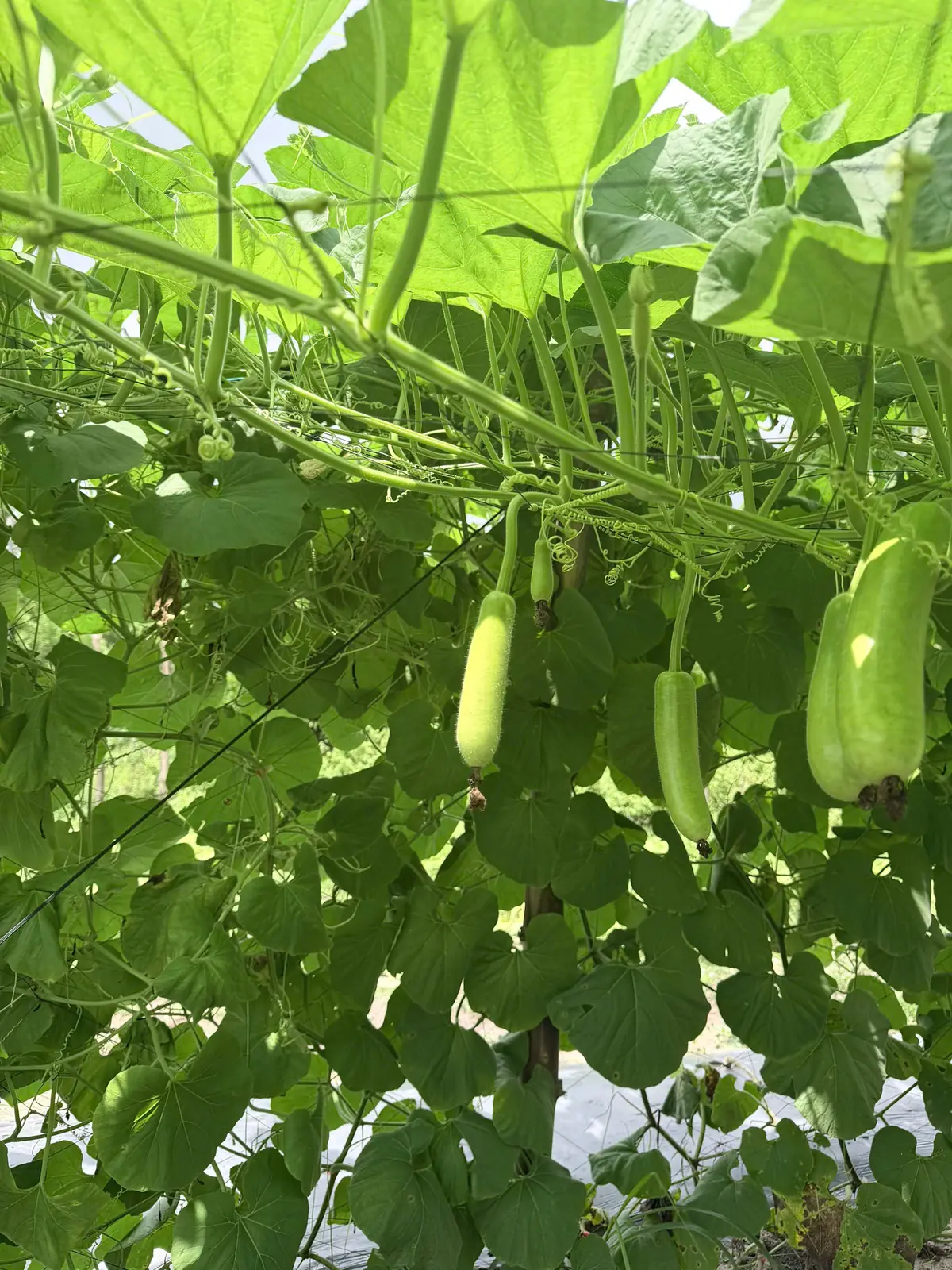 Giàn bầu và những bao trái tại vườn Anh Thực — ảnh thực tế 3 tại Vườn Anh Thực