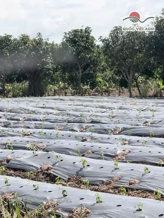 Cập nhật từ vườn A Hủy — ảnh thực tế 2 tại Vườn A Hủy