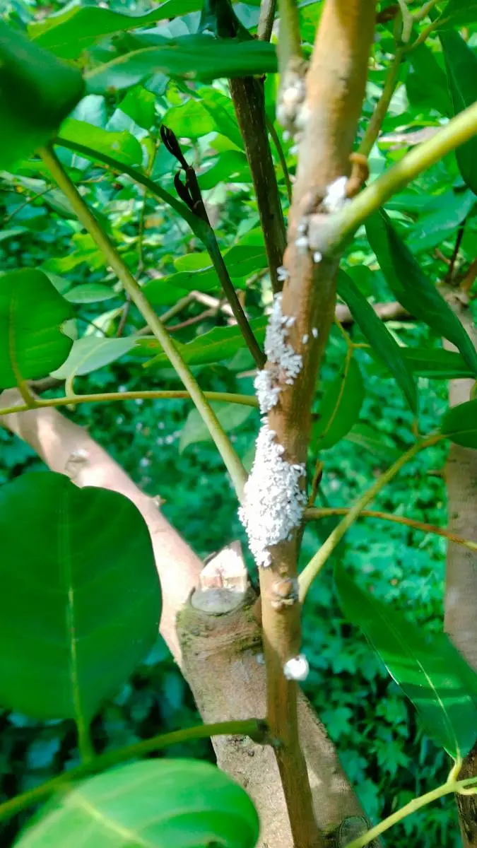 Rệp kim phủ trắng cành nhãn T6 chín sớm — ảnh thực tế 1 tại Nhật ký nhãn T6 · Nhà vườn