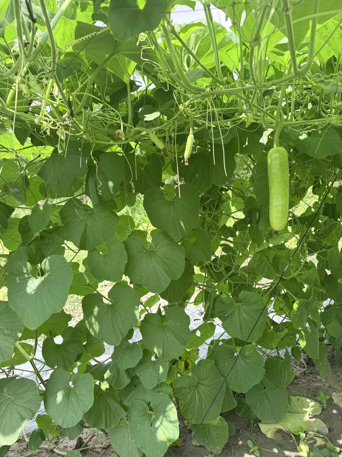 Giàn bầu và những bao trái tại vườn Anh Thực — ảnh thực tế 4 tại Vườn Anh Thực