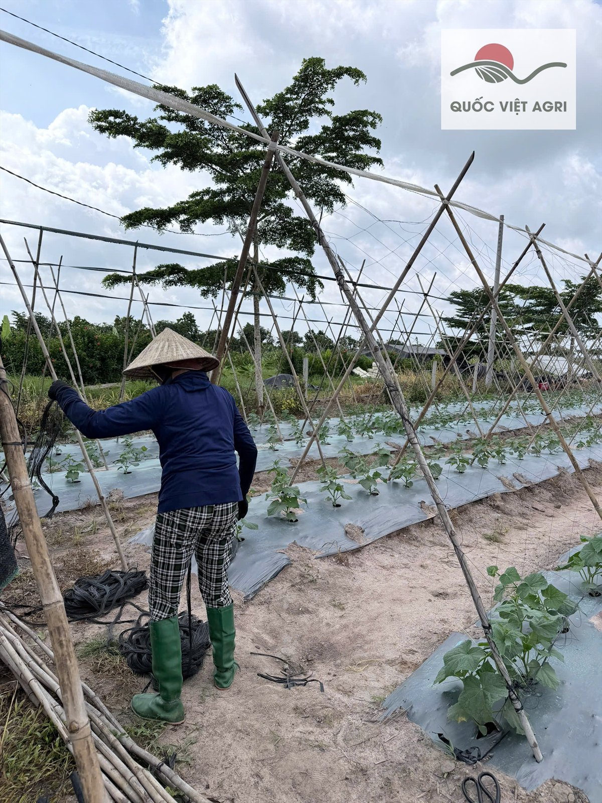 Dưa leo Hunter 1.0 bắt đầu leo giàn — ảnh thực tế 7 tại Vườn Anh Huy