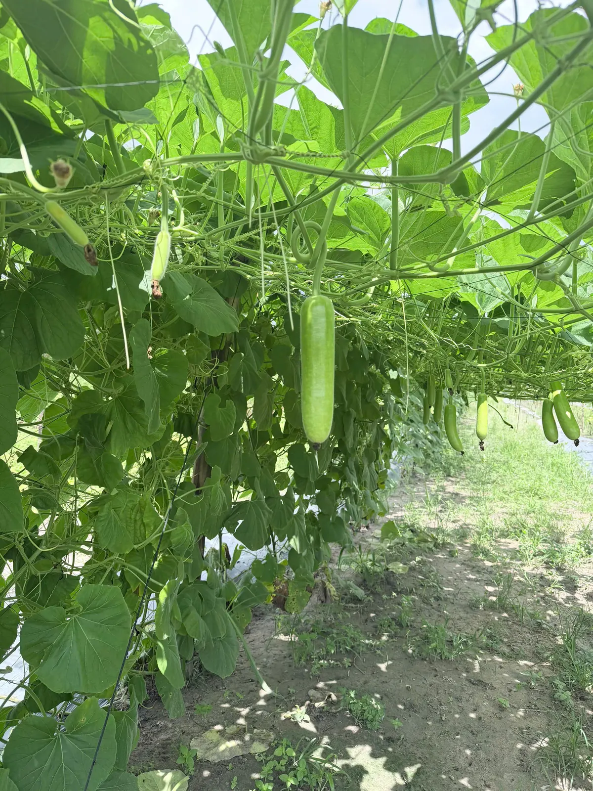 Giàn bầu và những bao trái tại vườn Anh Thực — ảnh thực tế 5 tại Vườn Anh Thực