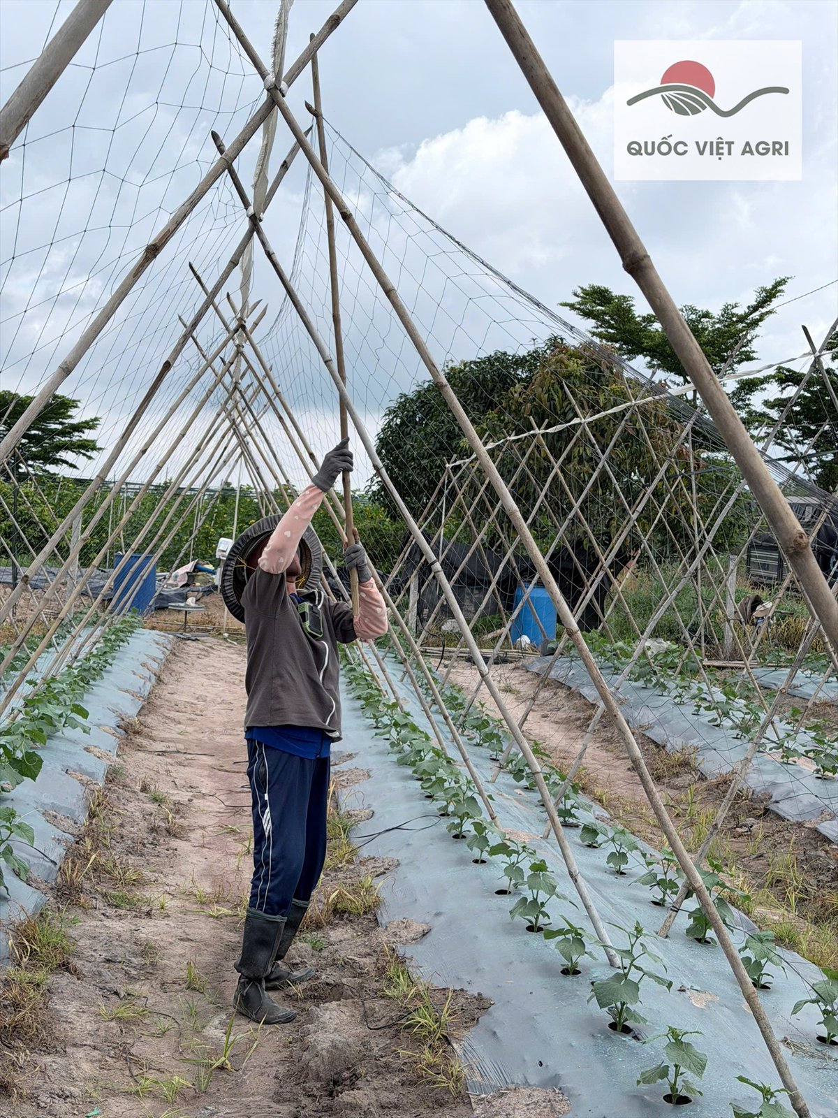Dưa leo Hunter 1.0 bắt đầu leo giàn — ảnh thực tế 3 tại Vườn Anh Huy