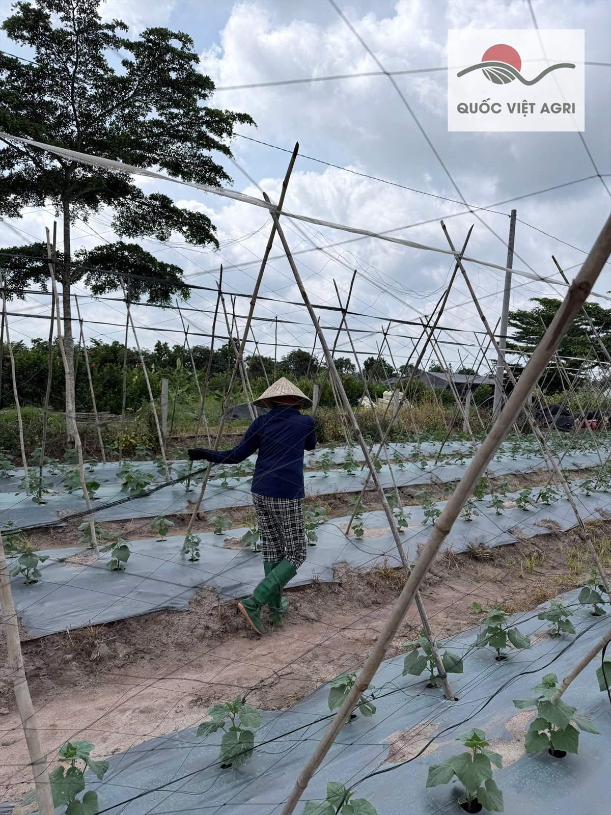 Dưa leo Hunter 1.0 bắt đầu leo giàn — ảnh thực tế 6 tại Vườn Anh Huy