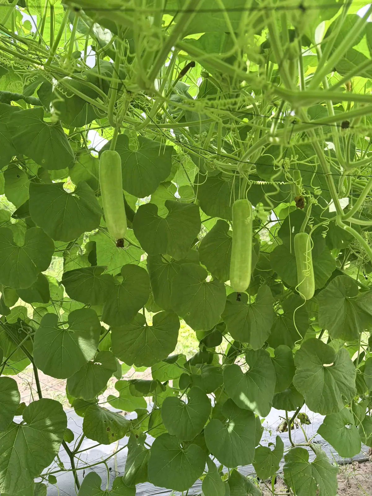 Giàn bầu và những bao trái tại vườn Anh Thực — ảnh thực tế 2 tại Vườn Anh Thực