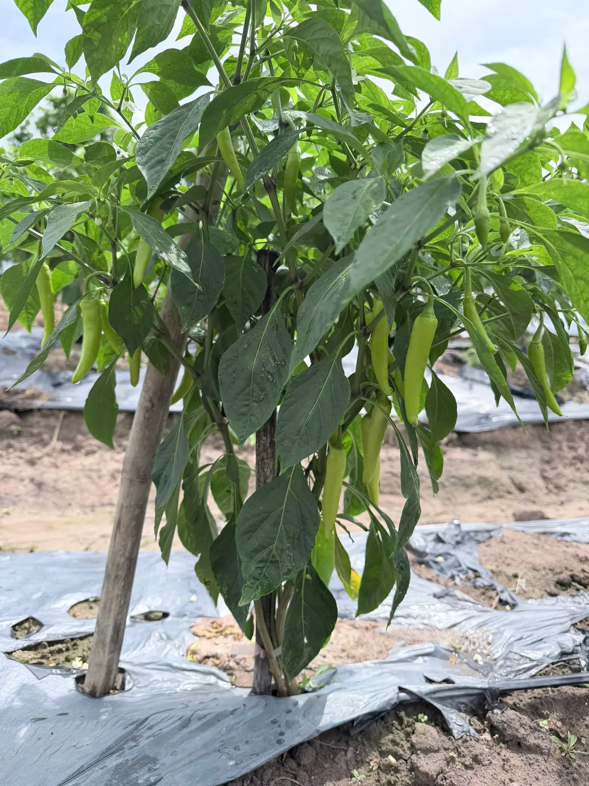 Ớt xanh đang lớn tại ruộng Anh Chương — ảnh thực tế 5 tại Vườn Anh Chương — Ruộng Ớt