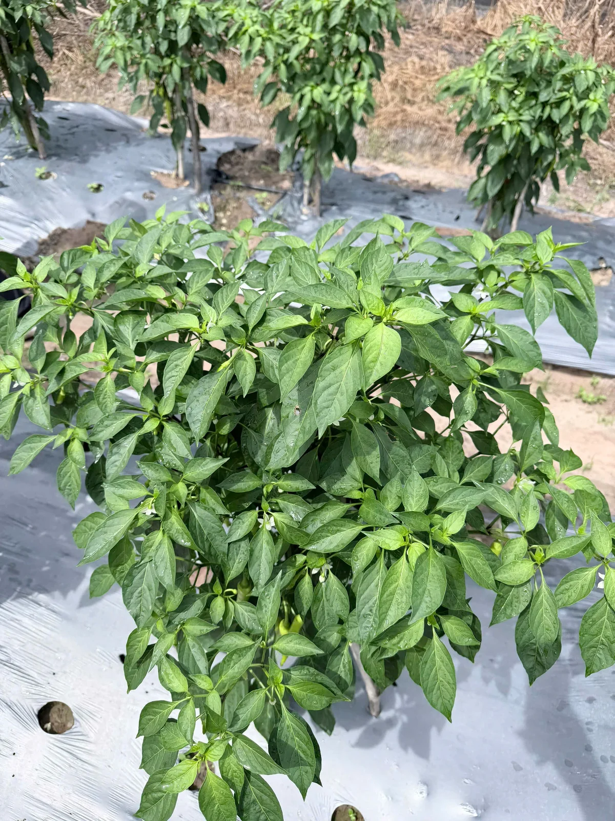 Ớt xanh đang lớn tại ruộng Anh Chương — ảnh thực tế 3 tại Vườn Anh Chương — Ruộng Ớt