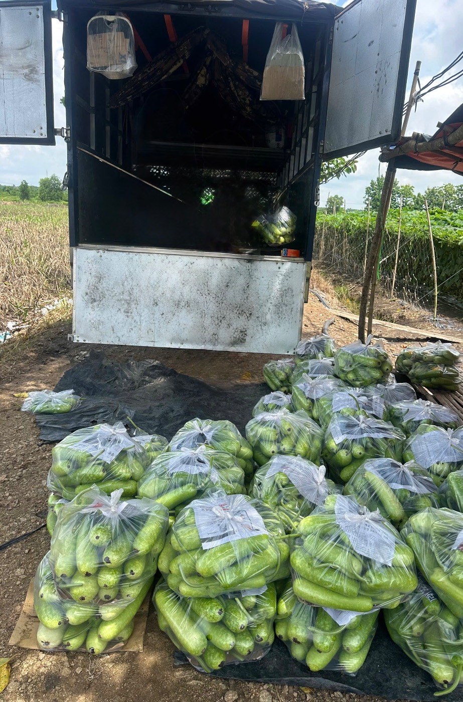 Ngày thu hoạch bầu sao cùng đội thu mua QVA — ảnh thực tế 2 tại Vườn Anh Thực