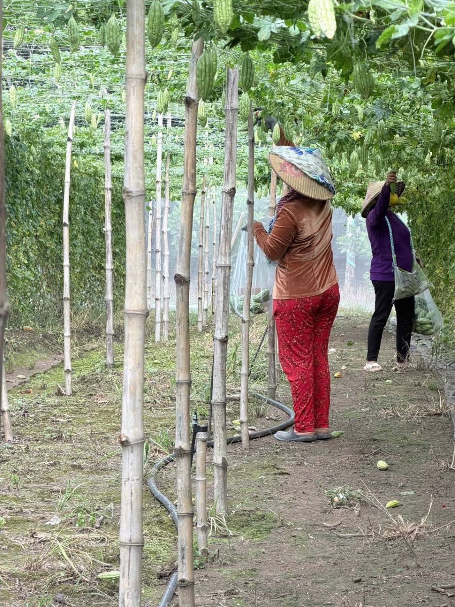 Một mùa khổ qua xanh tại vườn chị Thu — ảnh thực tế 6 tại Vườn Chị Thu
