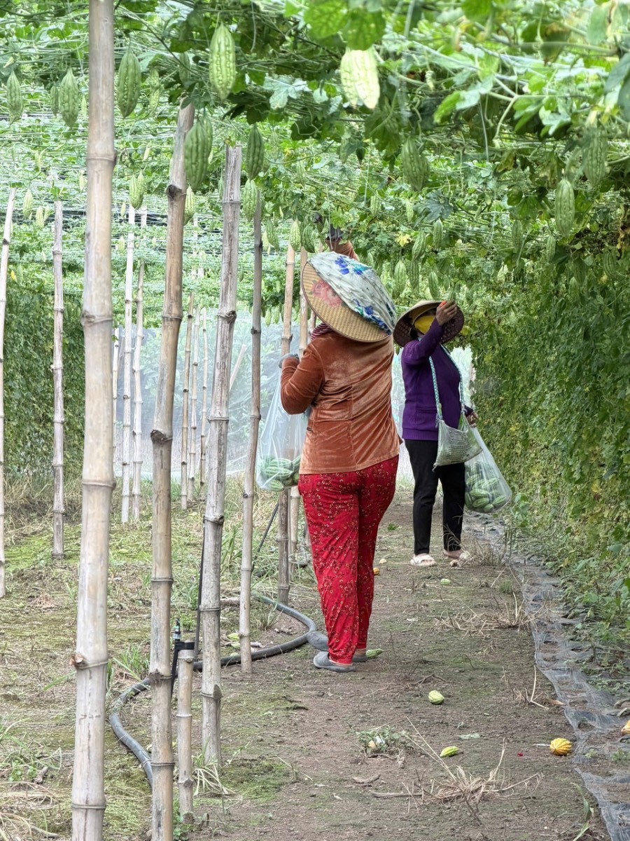 Một mùa khổ qua xanh tại vườn chị Thu — ảnh thực tế 4 tại Vườn Chị Thu