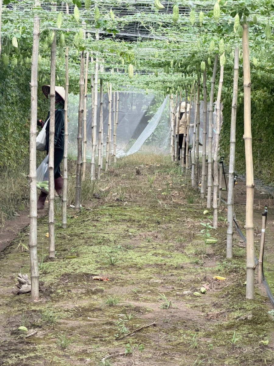 Một mùa khổ qua xanh tại vườn chị Thu — ảnh thực tế 5 tại Vườn Chị Thu