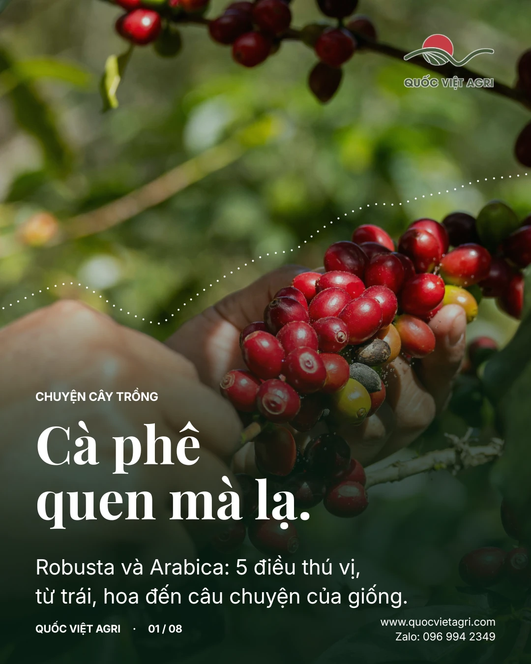 Cà phê quen mà lạ. Robusta và Arabica: 5 điều thú vị, từ trái, hoa đến câu chuyện của giống.