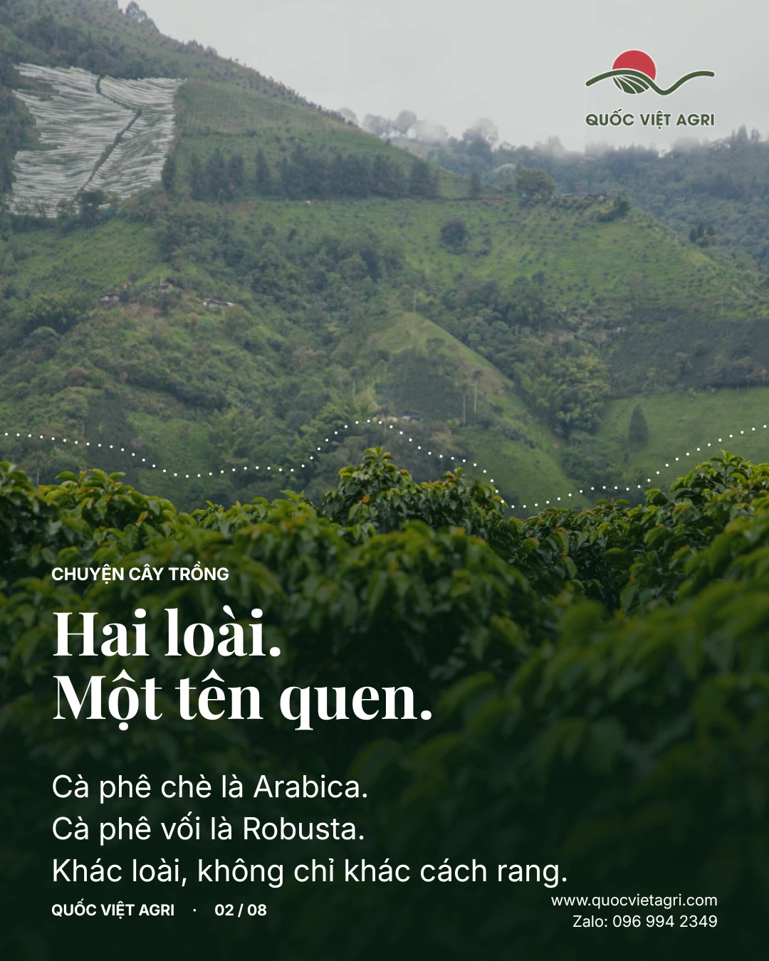 Hai loài. Một tên quen. Cà phê chè là Arabica. Cà phê vối là Robusta. Khác loài, không chỉ khác cách rang.