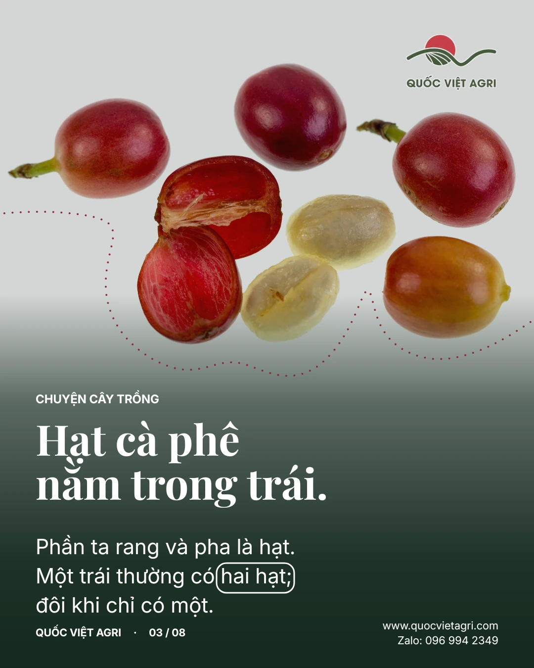 Hạt cà phê nằm trong trái. Phần ta rang và pha là hạt. Một trái thường có hai hạt; đôi khi chỉ có một.