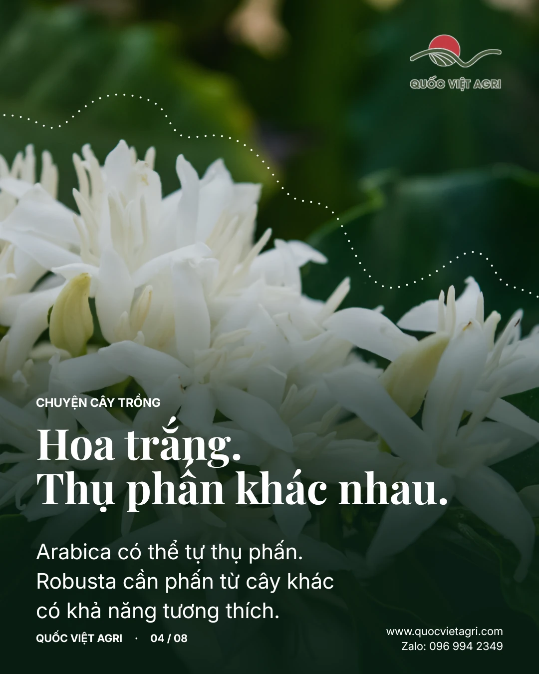 Hoa trắng. Thụ phấn khác nhau. Arabica có thể tự thụ phấn. Robusta cần phấn từ cây khác có khả năng tương thích.