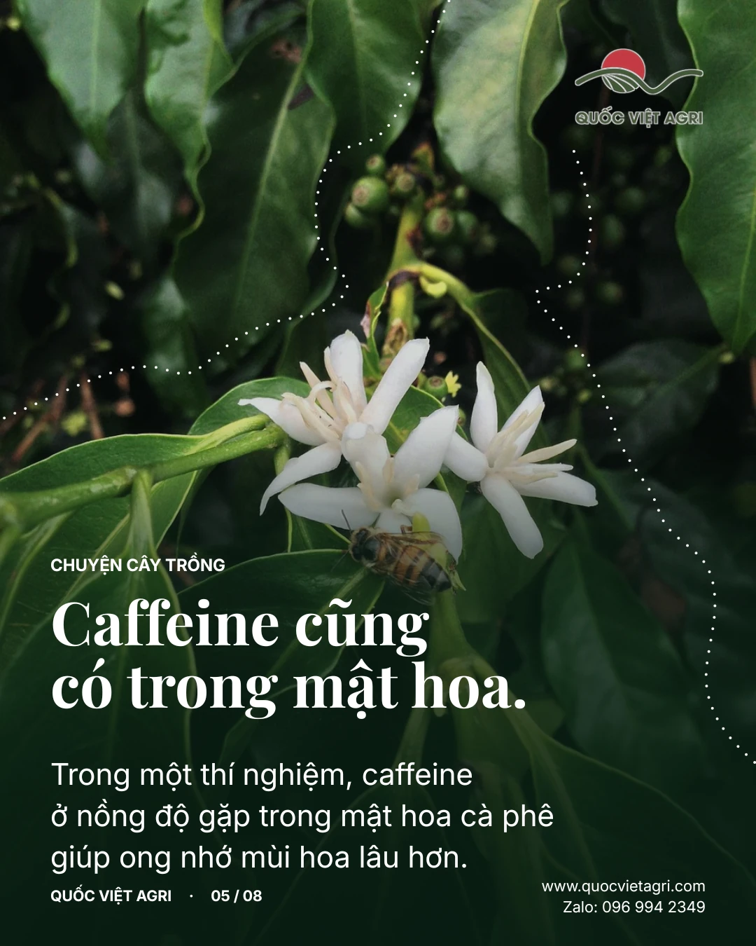 Caffeine cũng có trong mật hoa. Trong một thí nghiệm, caffeine ở nồng độ gặp trong mật hoa cà phê giúp ong nhớ mùi hoa lâu hơn.
