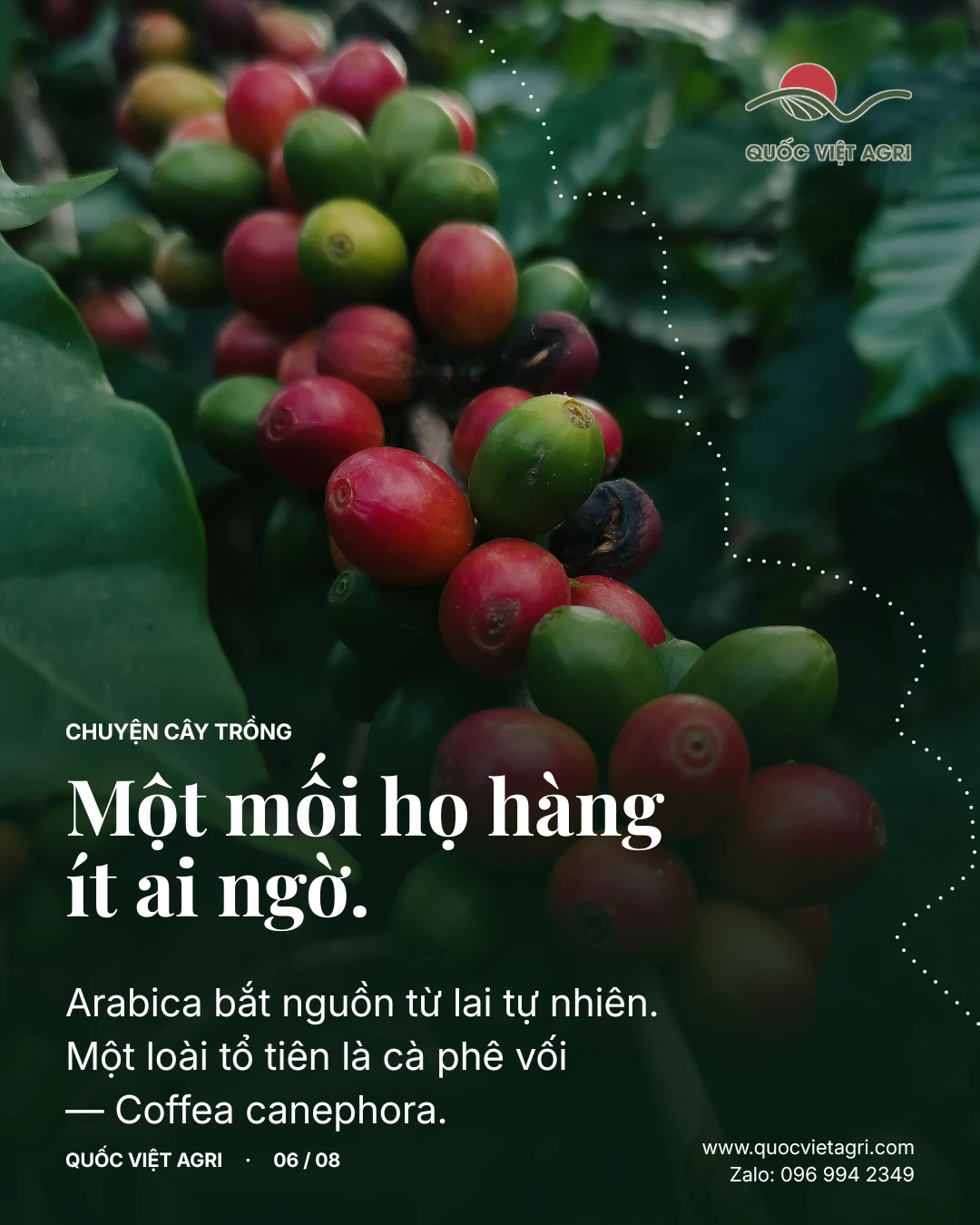 Một mối họ hàng ít ai ngờ. Arabica bắt nguồn từ lai tự nhiên. Một loài tổ tiên là cà phê vối — Coffea canephora.