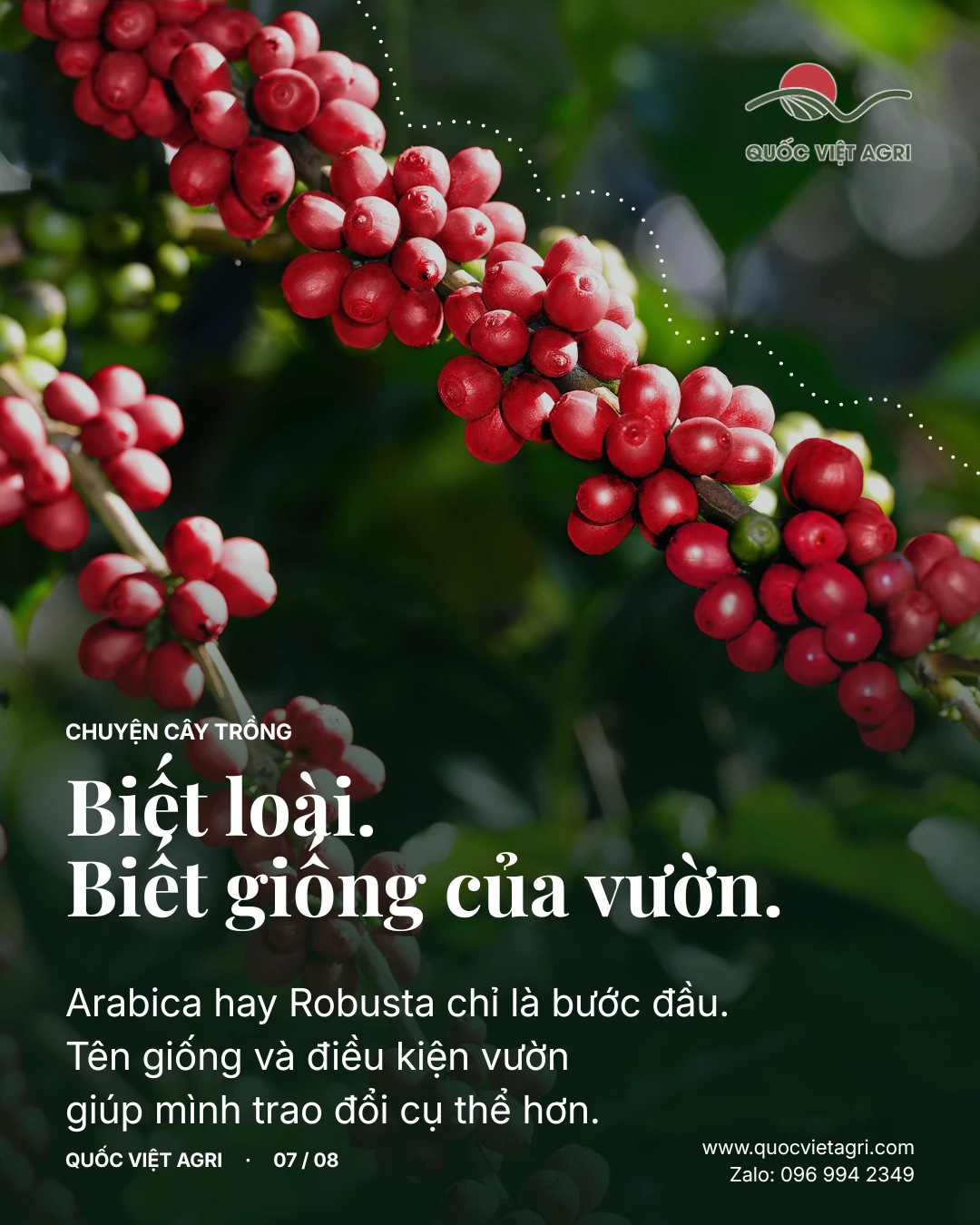 Biết loài. Biết giống của vườn. Arabica hay Robusta chỉ là bước đầu. Tên giống và điều kiện vườn giúp mình trao đổi cụ thể hơn.