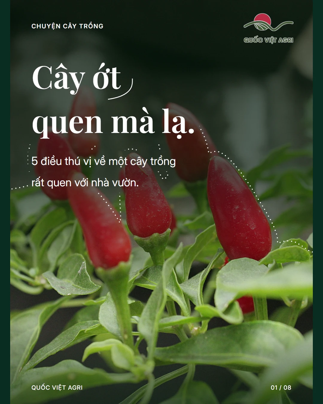 Cây ớt quen mà lạ.