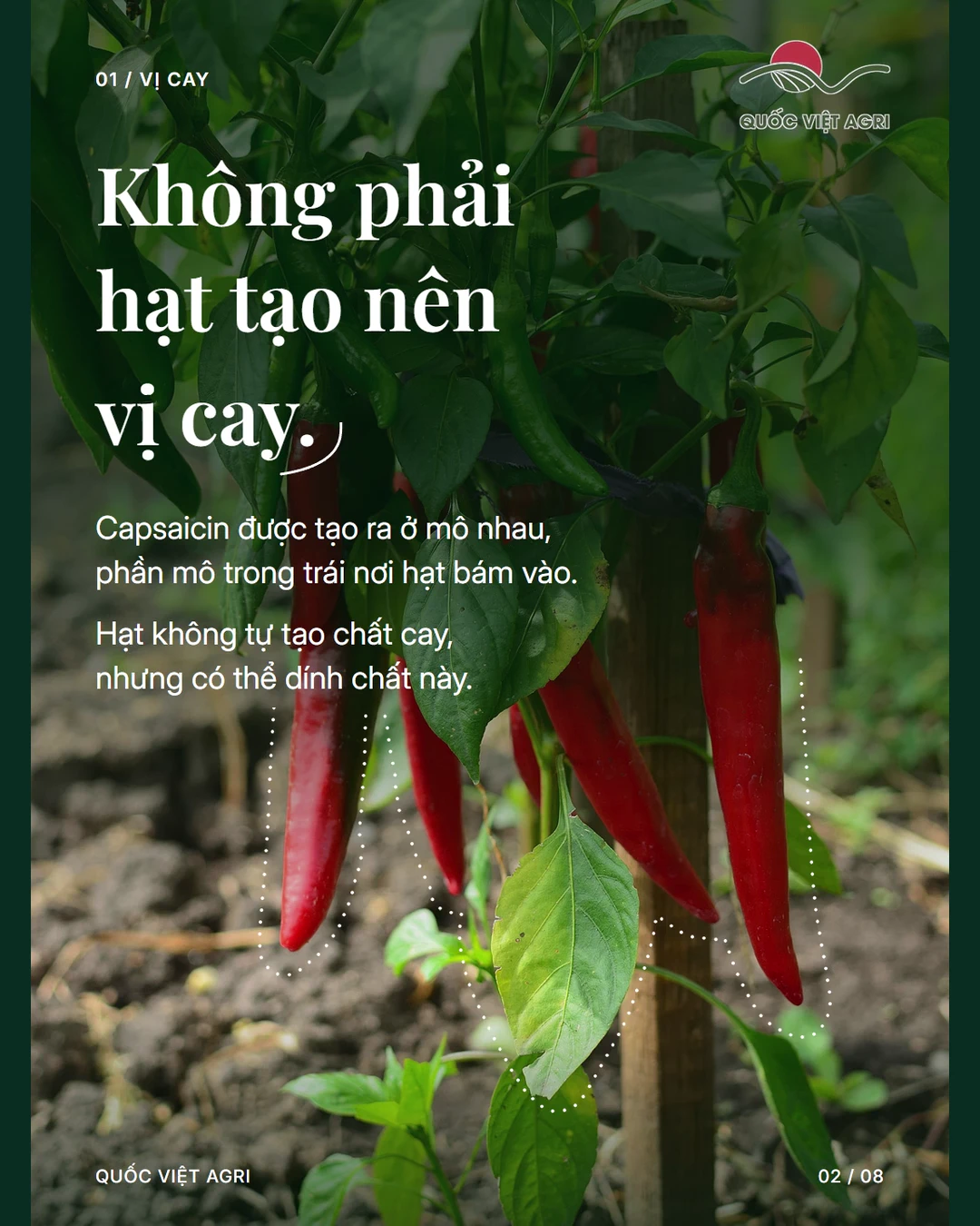 Không phải hạt tạo nên vị cay.
