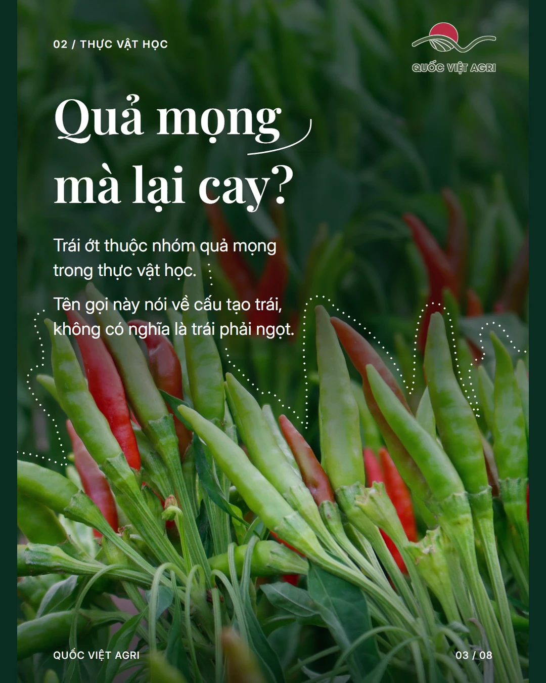 Quả mọng mà lại cay?