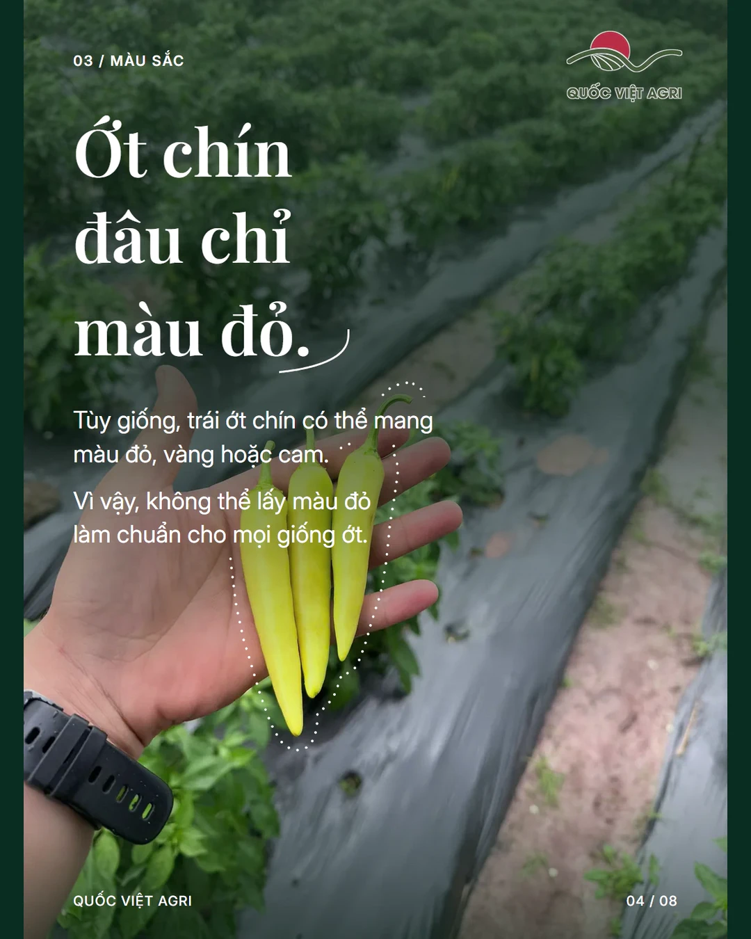 Ớt chín đâu chỉ màu đỏ.
