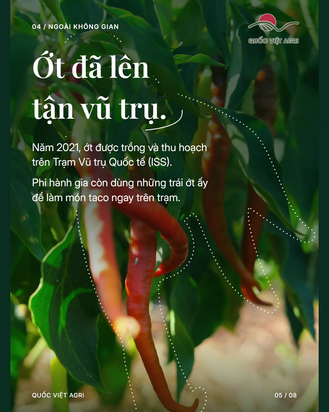 Ớt đã lên tận vũ trụ.