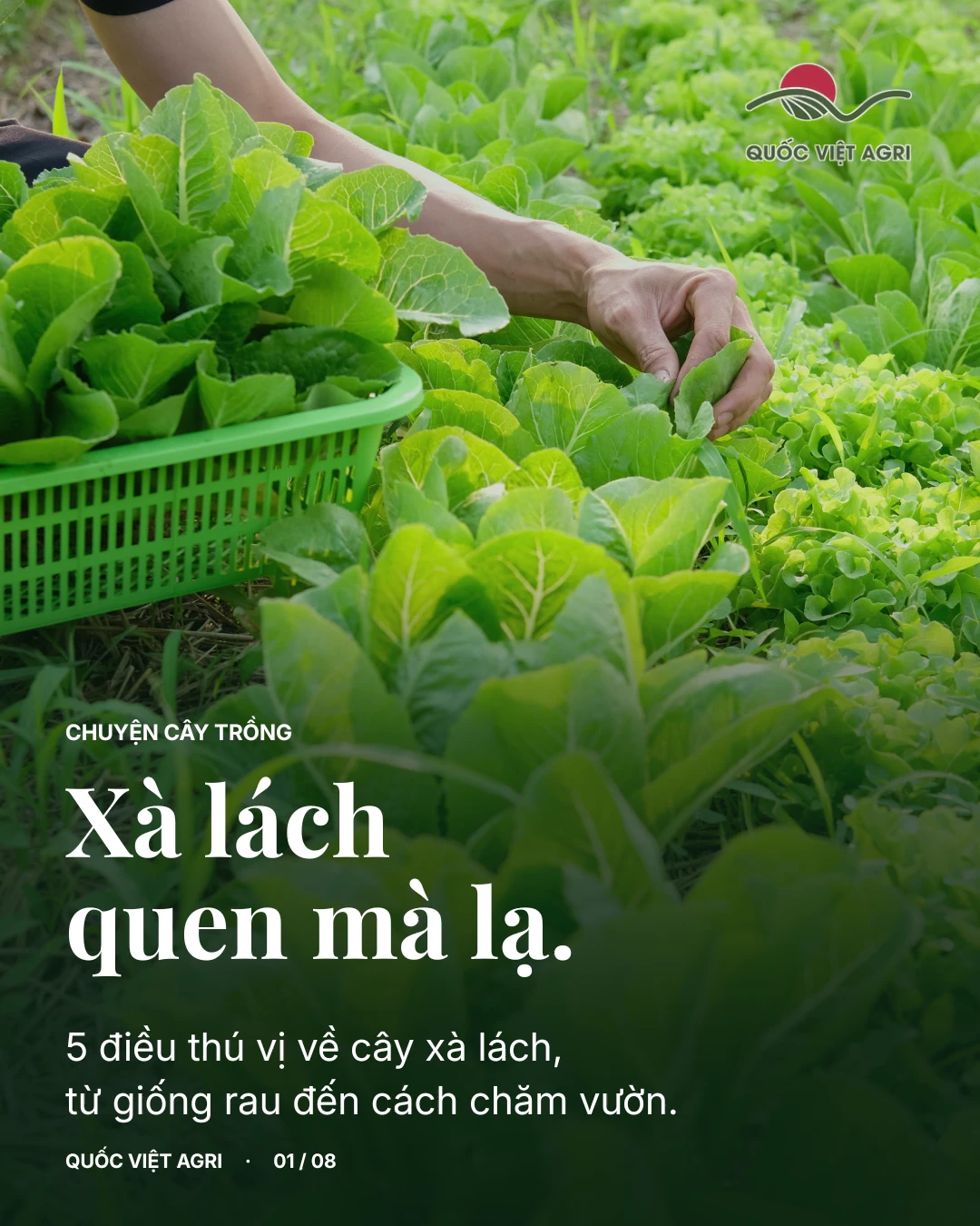 Xà lách quen mà lạ — 5 điều thú vị về cây xà lách