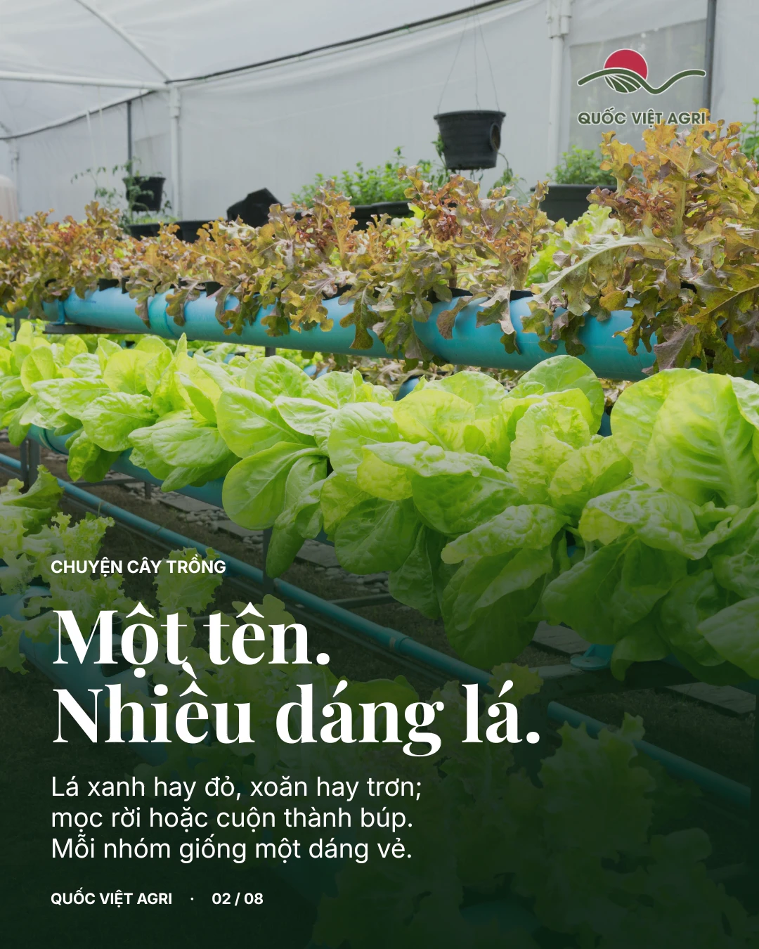 Xà lách có nhiều nhóm giống khác nhau