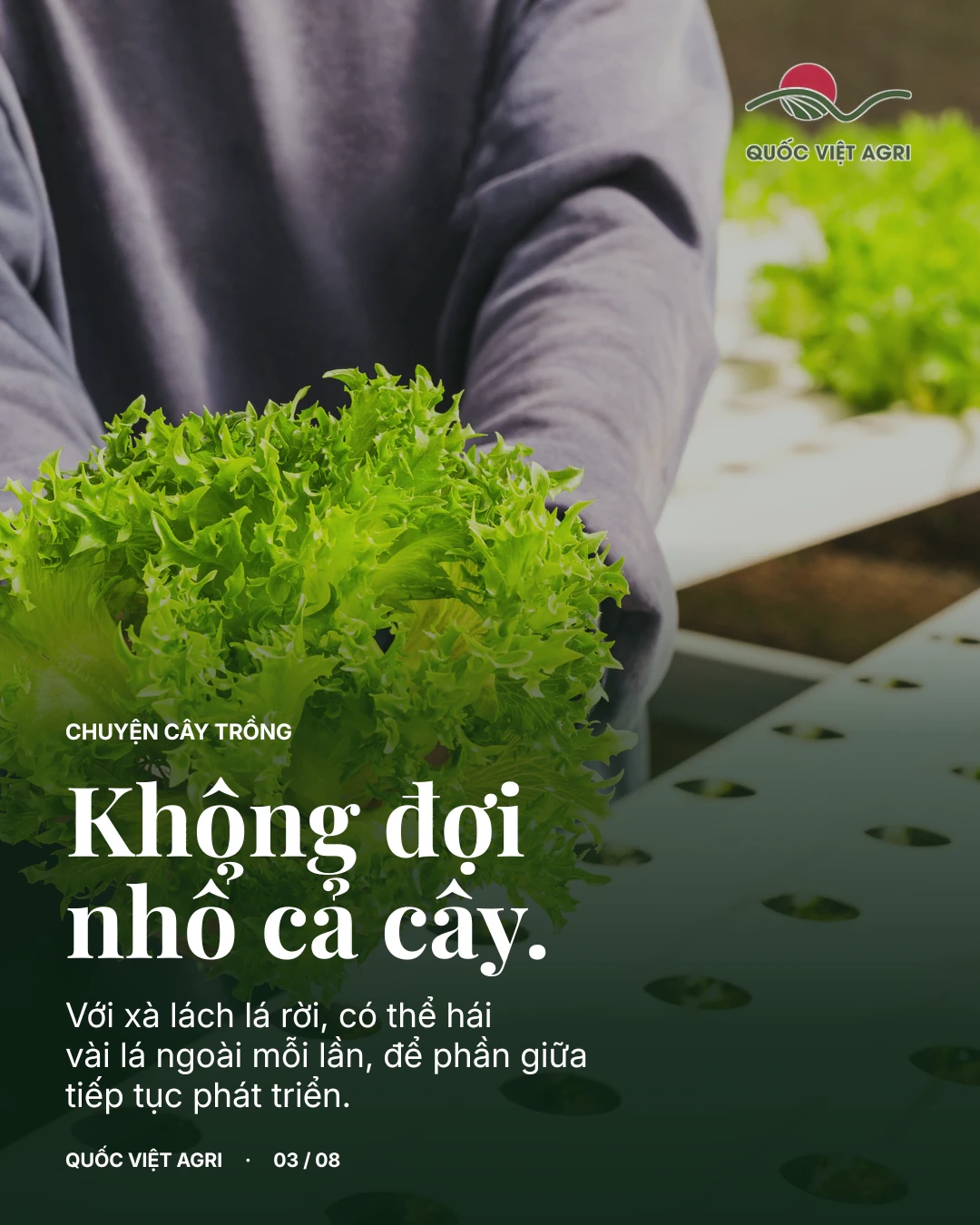 Xà lách lá rời có thể thu hoạch từng lá ngoài
