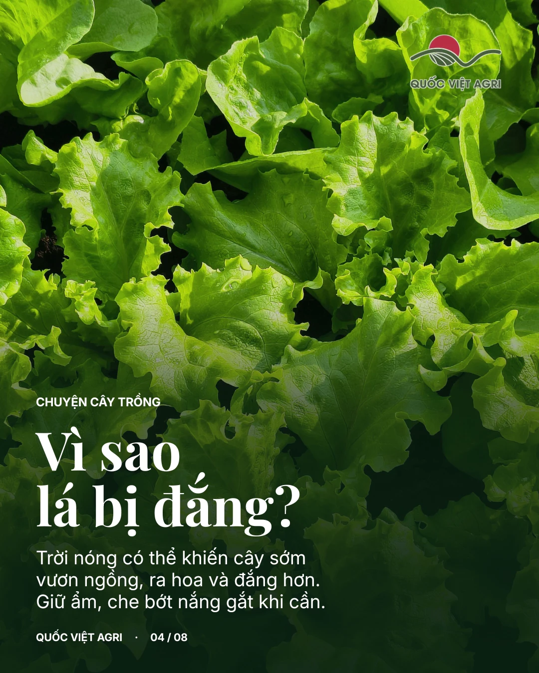 Trời nóng có thể khiến xà lách trổ ngồng và đắng