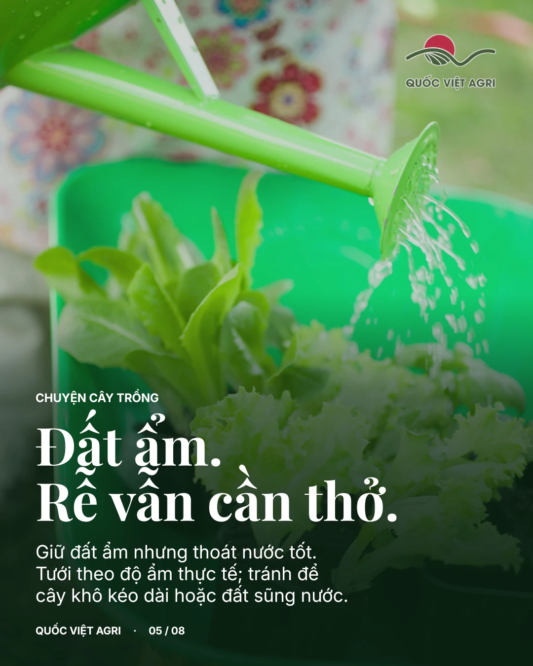 Giữ đất ẩm đều và tránh úng khi chăm xà lách