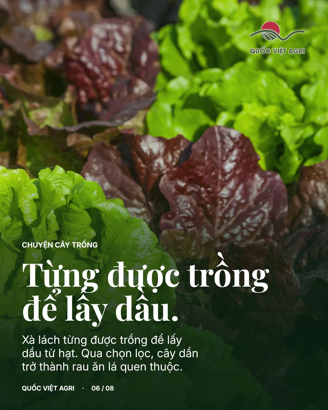 Xà lách từng được trồng để lấy dầu từ hạt