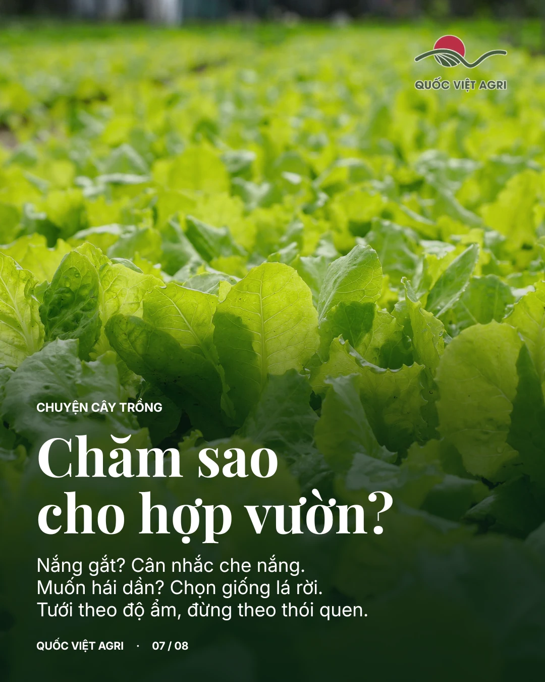 Theo dõi cây và chọn giống xà lách phù hợp với vườn