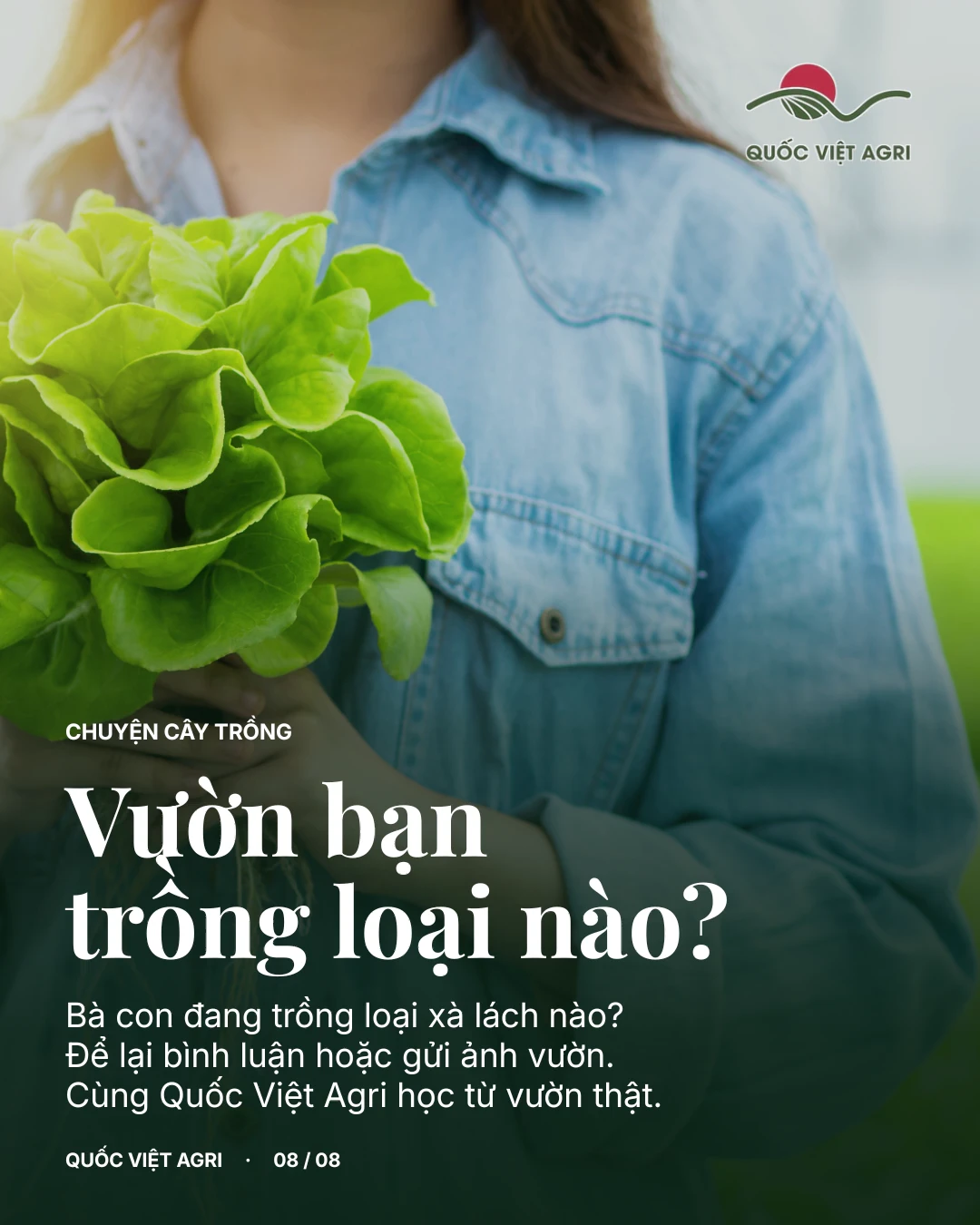 Bà con đang trồng loại xà lách nào?
